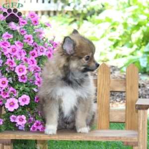 Dunkin, Pomeranian Puppy